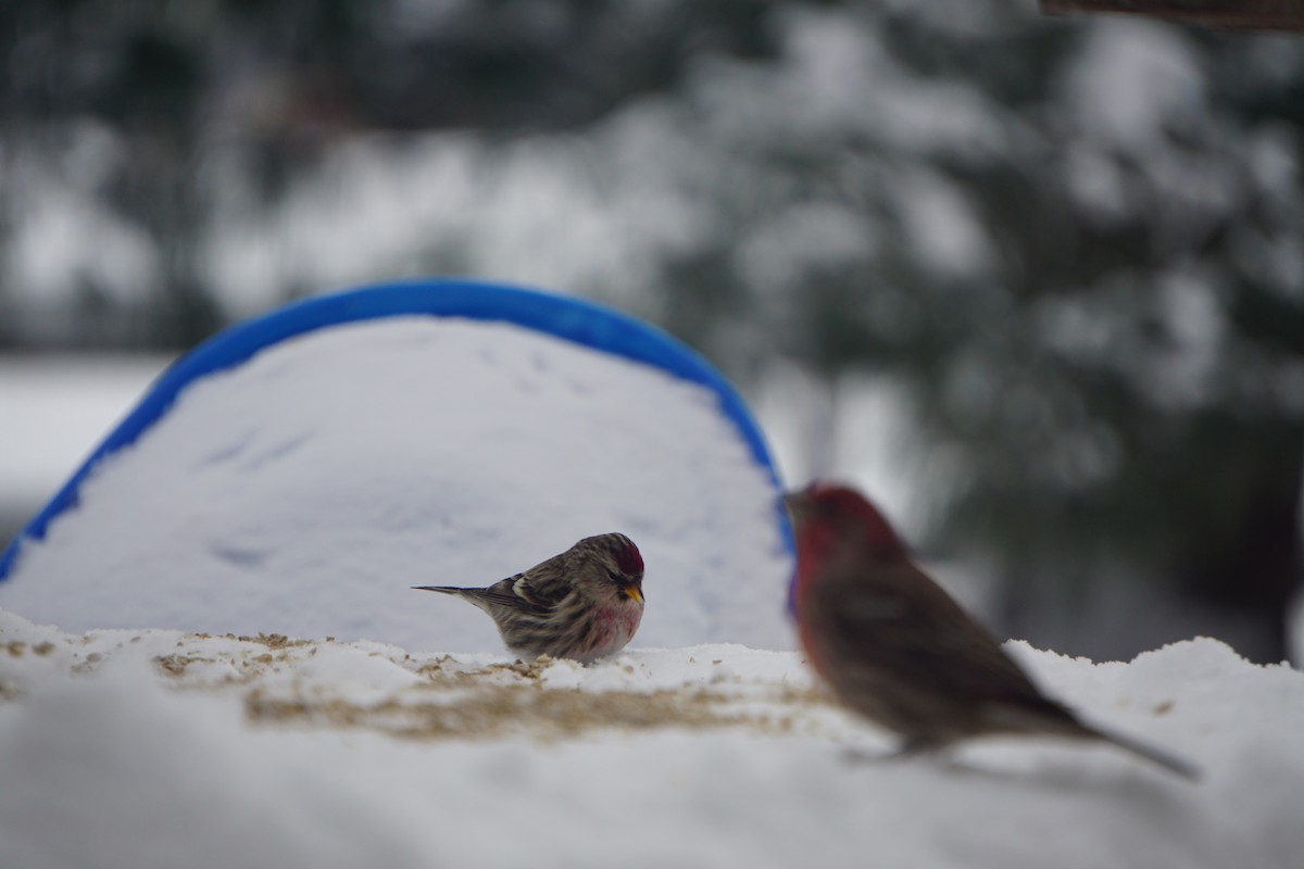 Redpoll (Common) - ML413105871