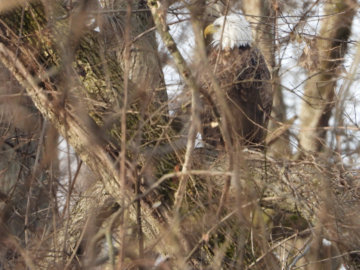 Bald Eagle - ML413105971