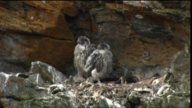 Gyrfalcon - ML413106