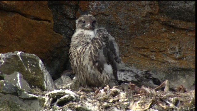 Gyrfalcon - ML413107