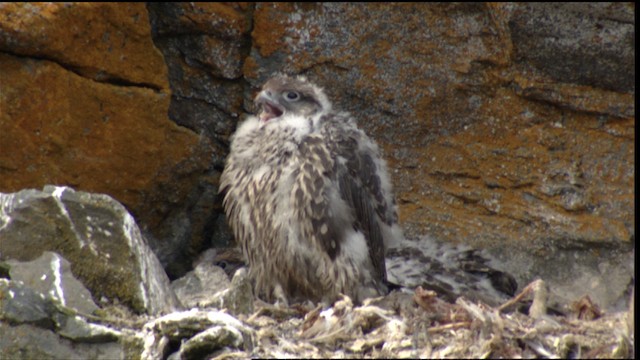 Gyrfalcon - ML413108