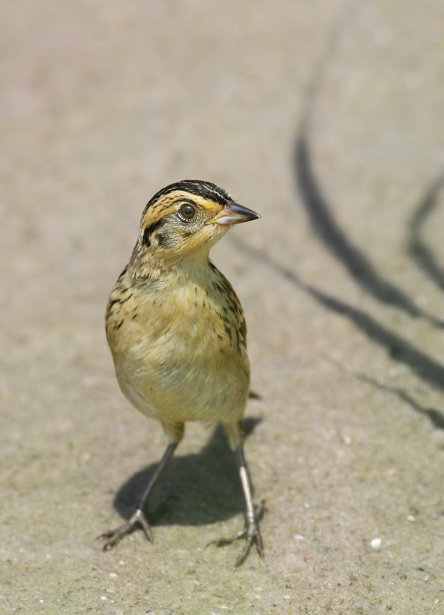 Saltmarsh Sparrow - ML41310841