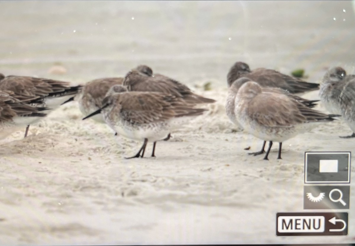 Red Knot - ML413108591
