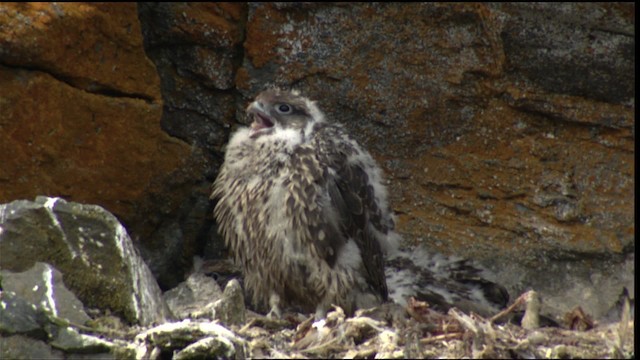 Gyrfalcon - ML413109