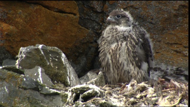 Gyrfalcon - ML413110