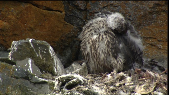 Gyrfalcon - ML413111