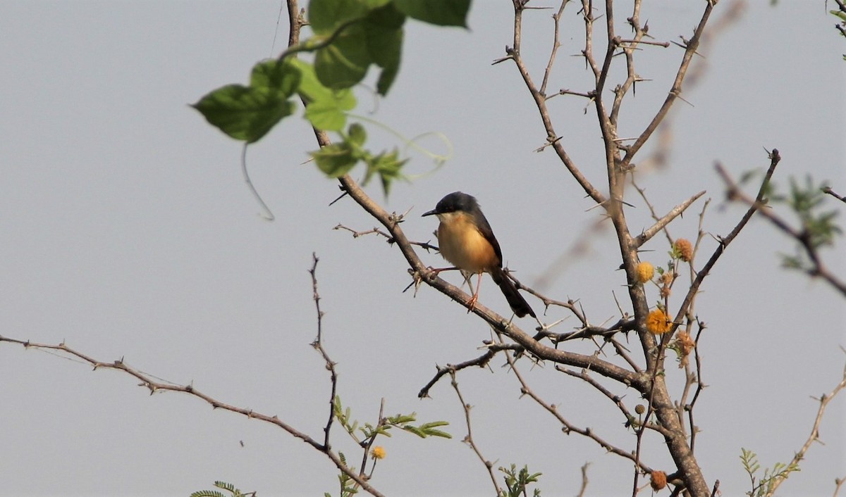 Ashy Prinia - ML413111111