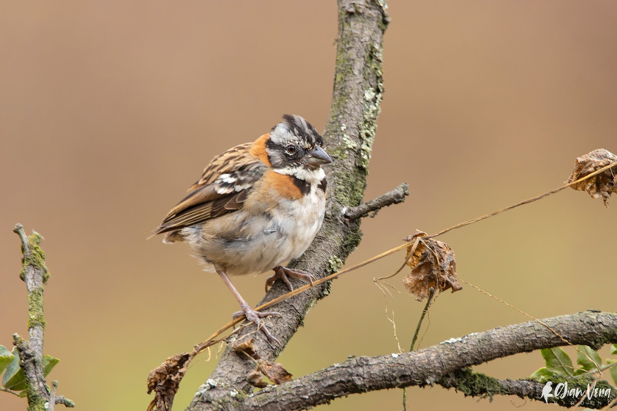 Rufous-collared Sparrow - ML413111801