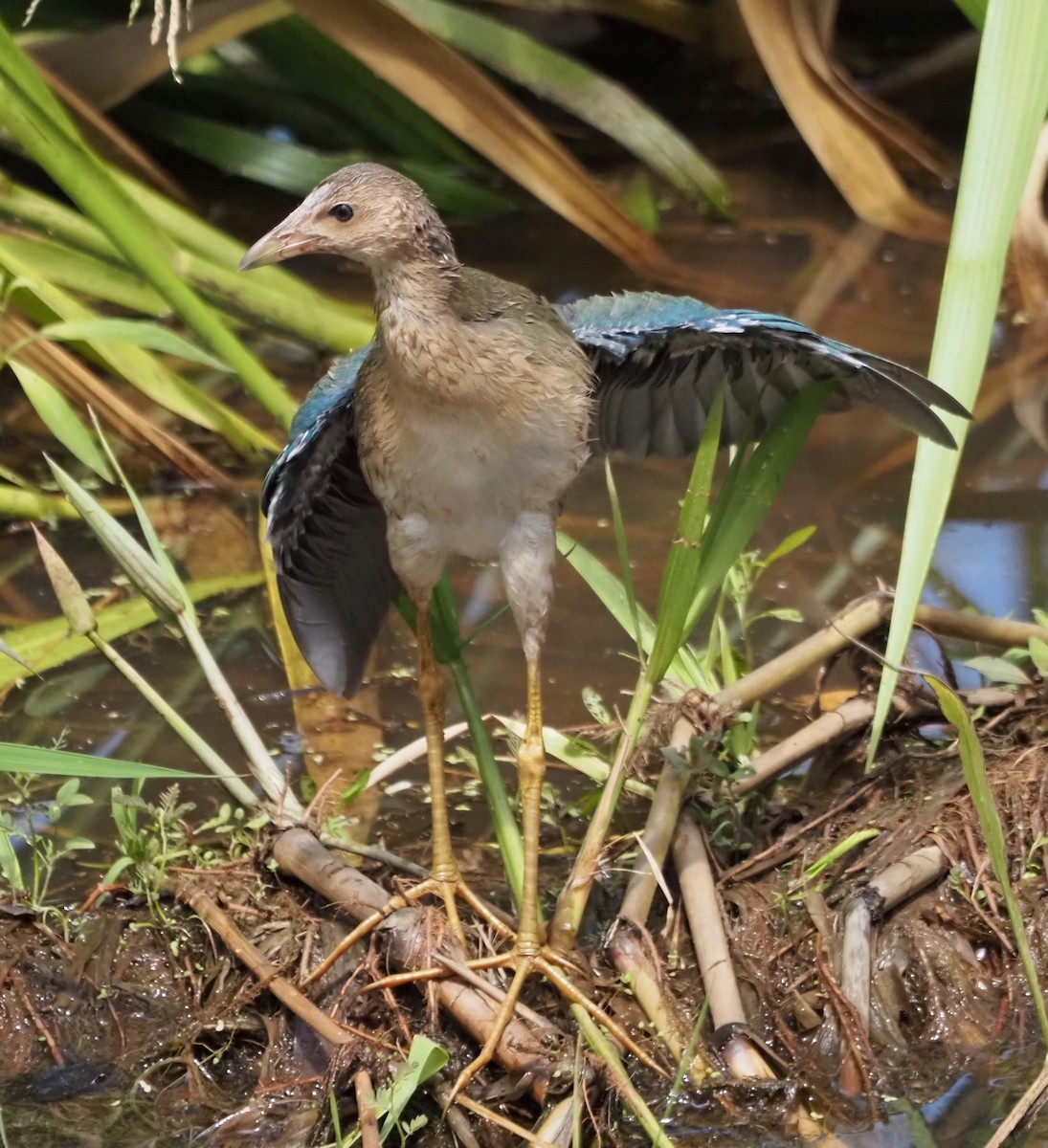 Purple Gallinule - Suzette Stitely