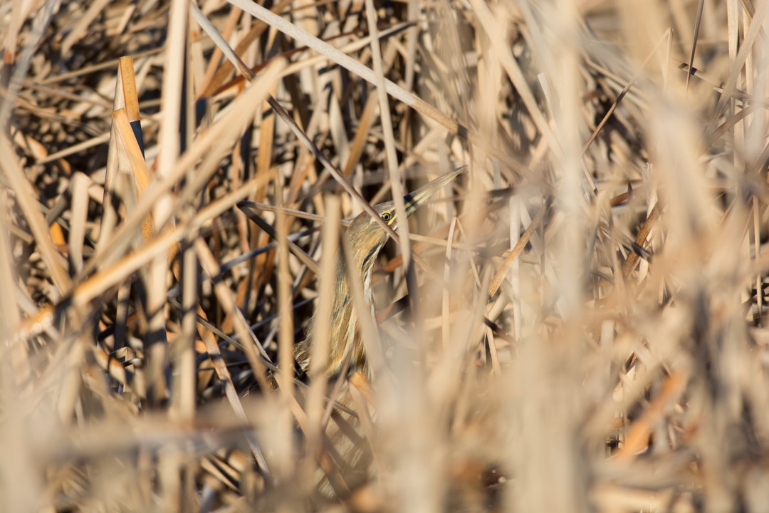 American Bittern - ML413112271