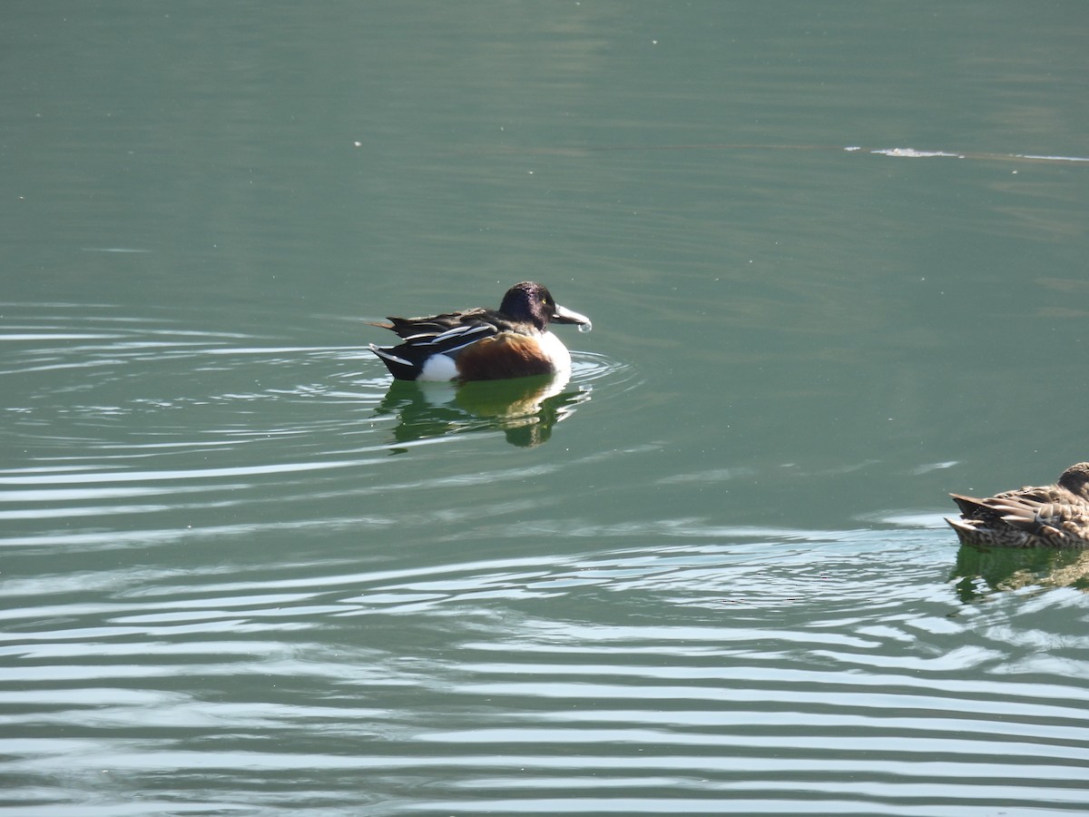 Northern Shoveler - ML413112671