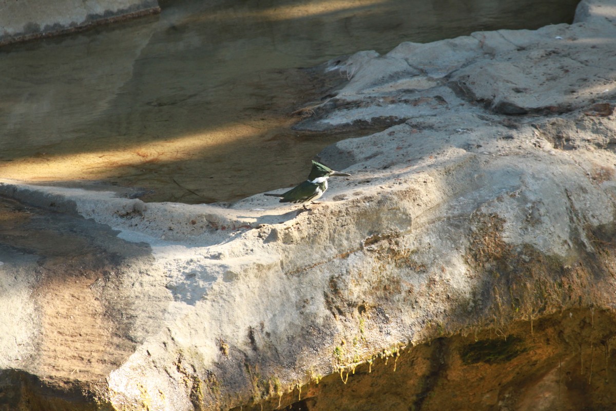 Amazon Kingfisher - ML41311271