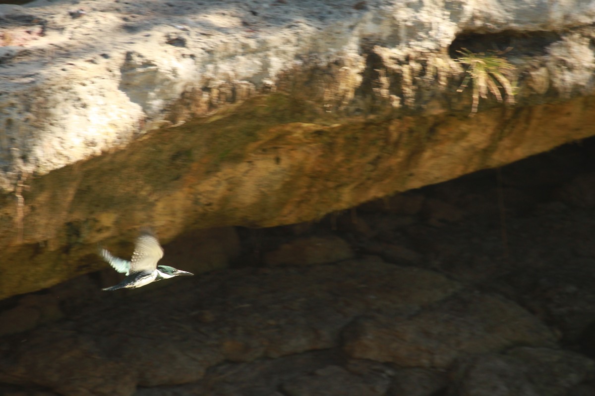 Amazon Kingfisher - ML41311521