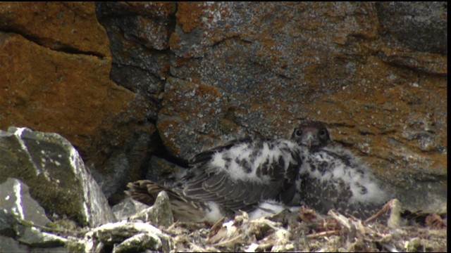 Gyrfalcon - ML413117