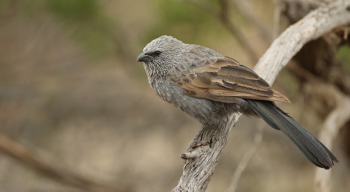 Apostlebird - Luke Seitz