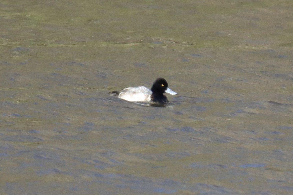 Lesser Scaup - ML413118311