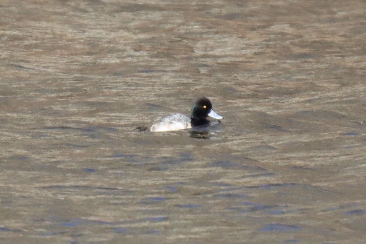 Lesser Scaup - ML413118321