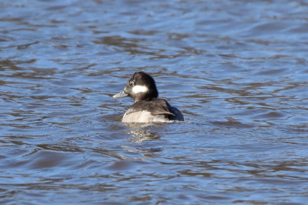 Bufflehead - ML413118361