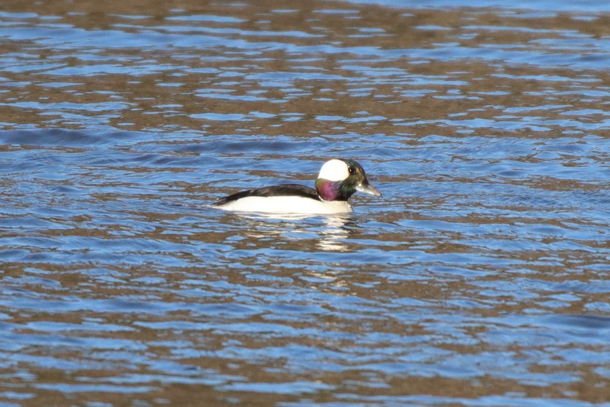 Bufflehead - ML413118371