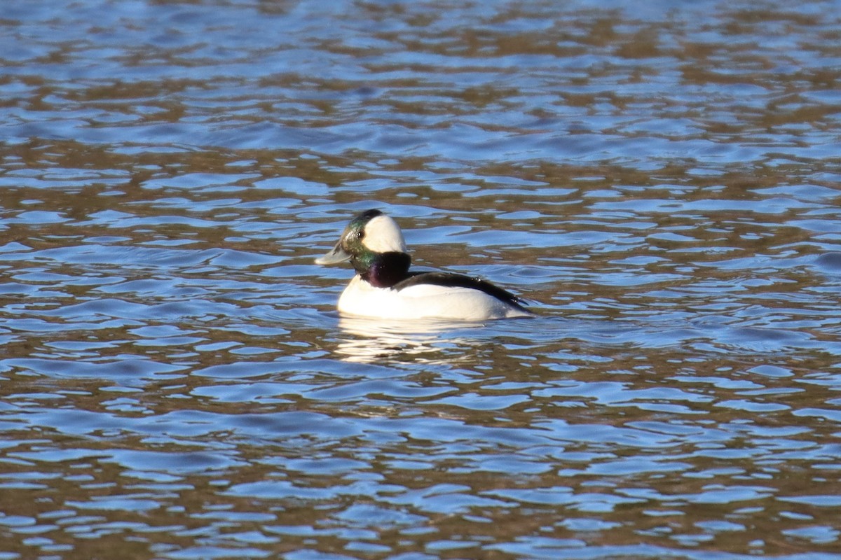 Bufflehead - ML413118381