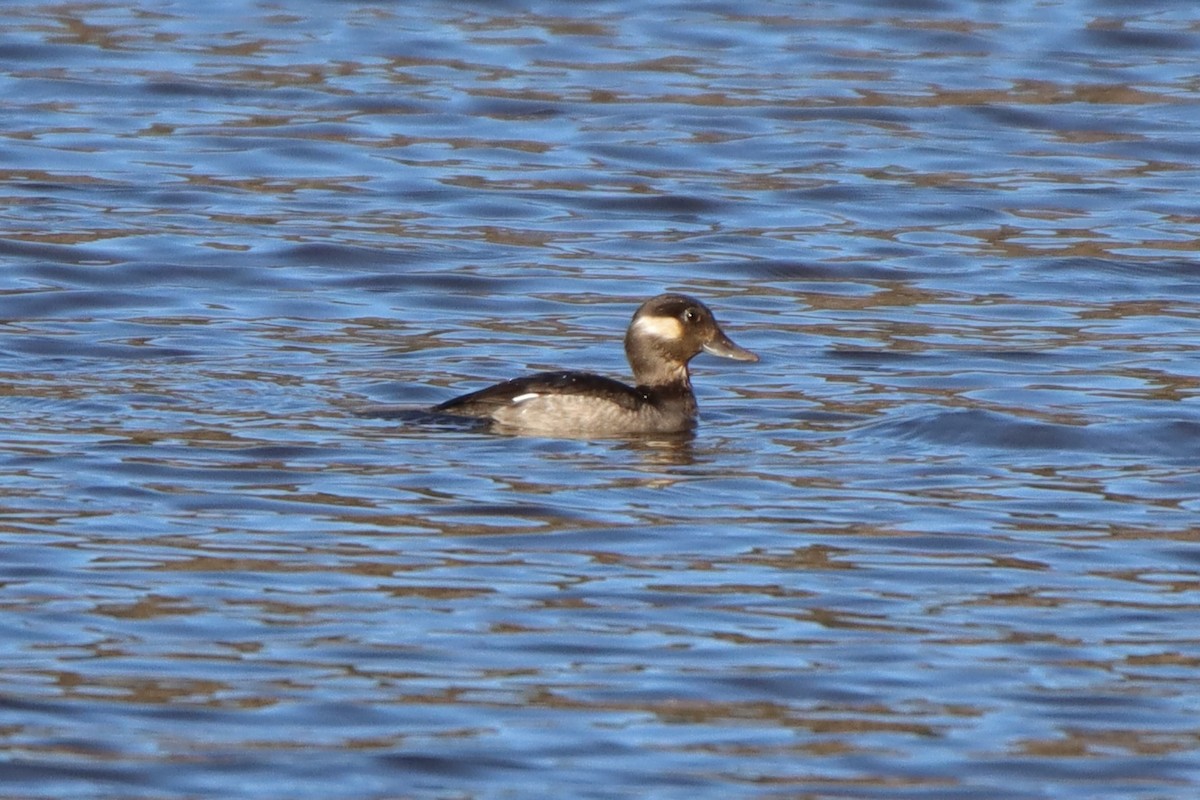 Bufflehead - ML413118391