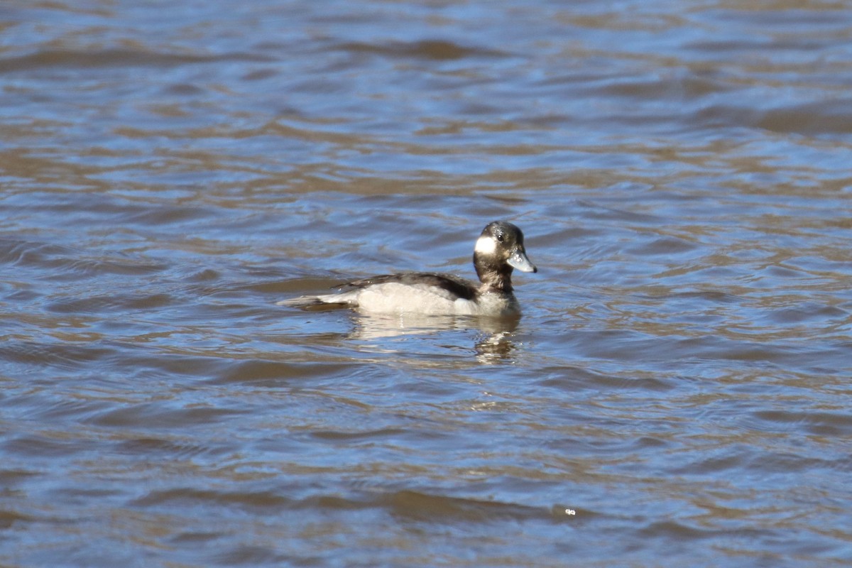 Bufflehead - ML413118401