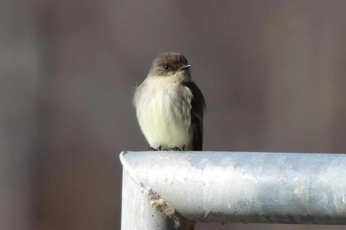 Eastern Phoebe - ML413118511