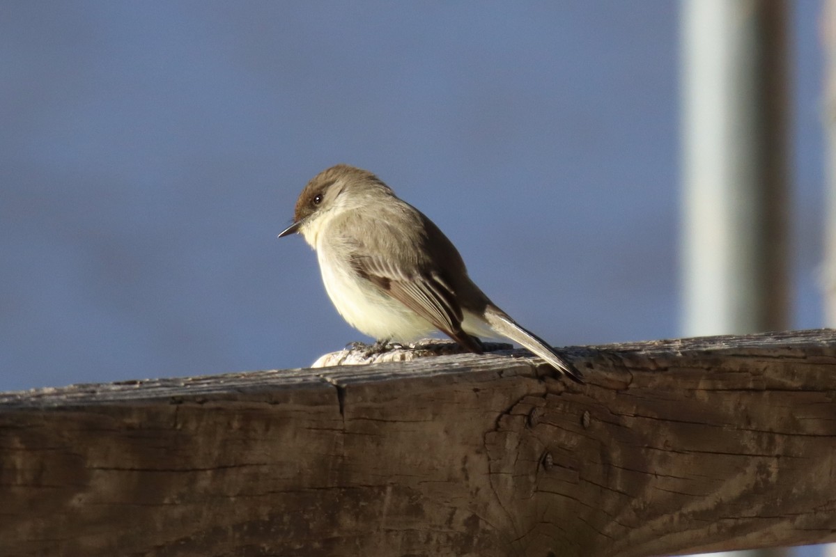 Eastern Phoebe - ML413118521