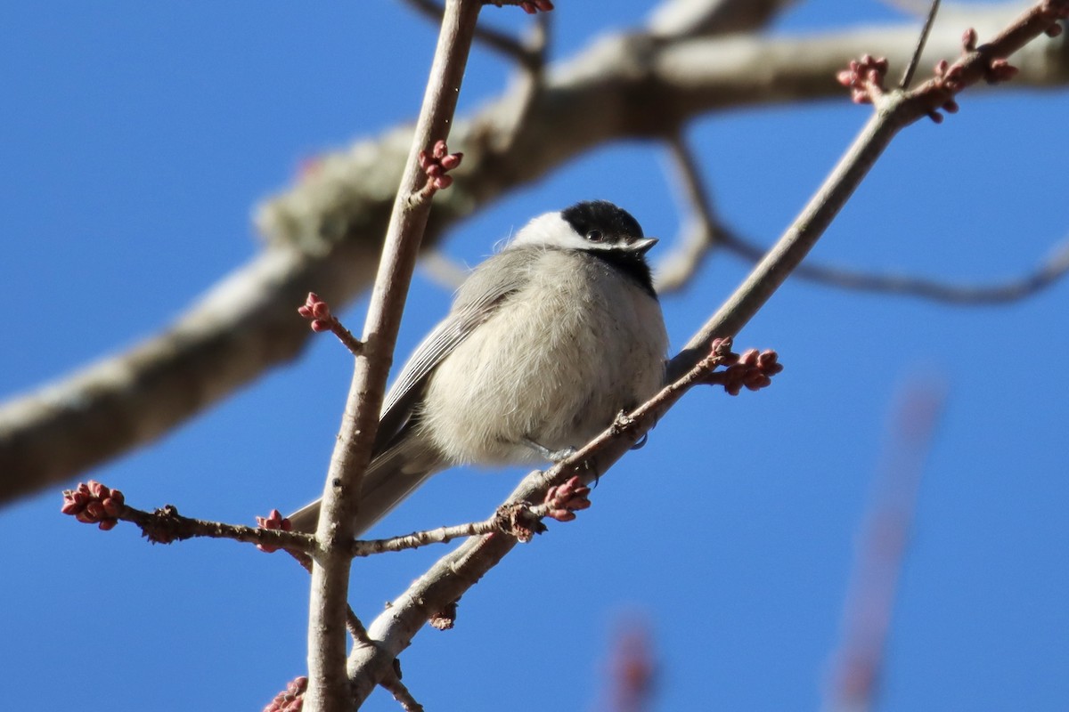 Carolina Chickadee - ML413118561