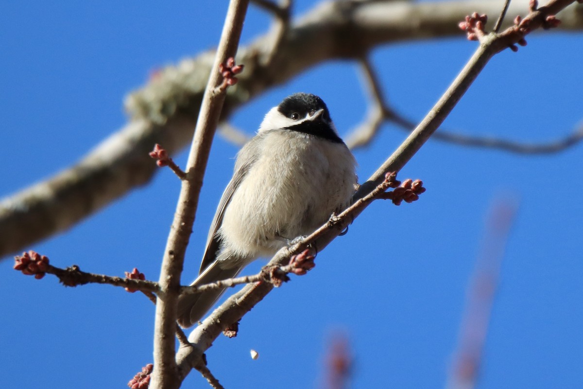 Carolina Chickadee - ML413118571