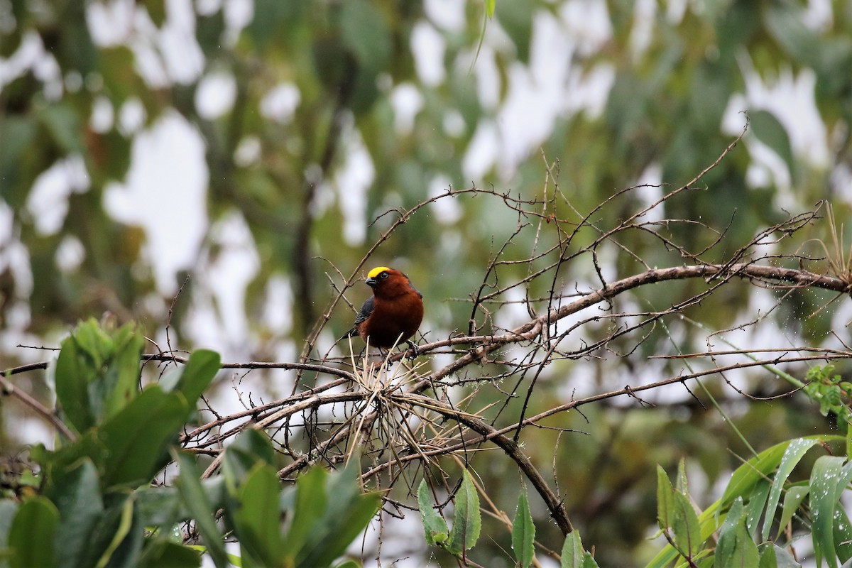 Plushcap - ML413118811