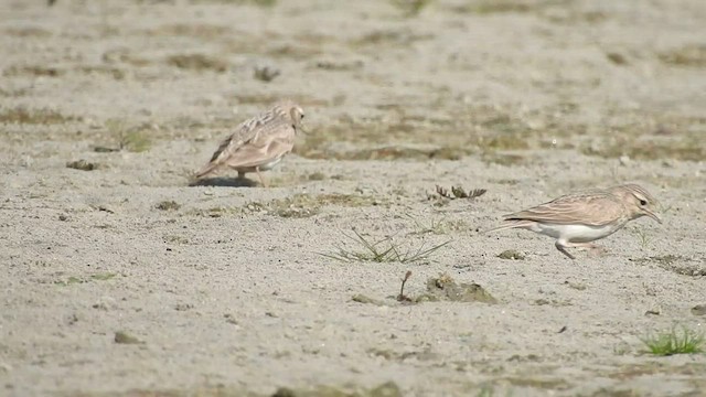 Sand Lark - ML413119141