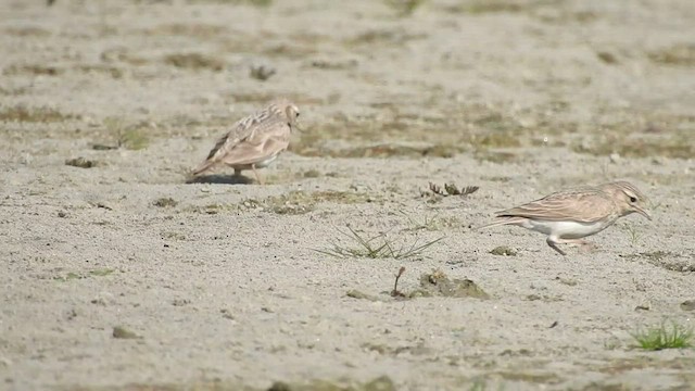 Sand Lark - ML413119141