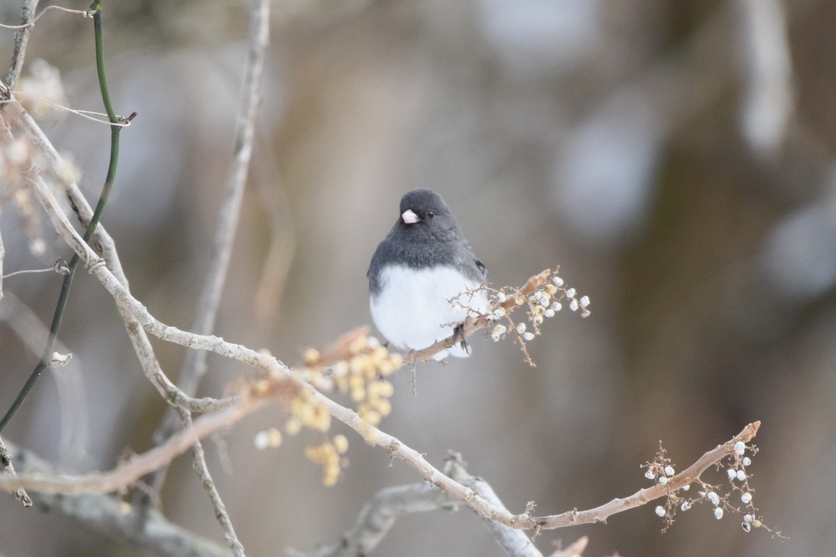 Dark-eyed Junco - ML413119931