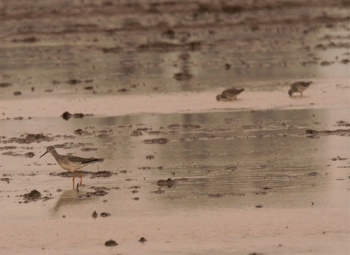 Greater Yellowlegs - ML413121011