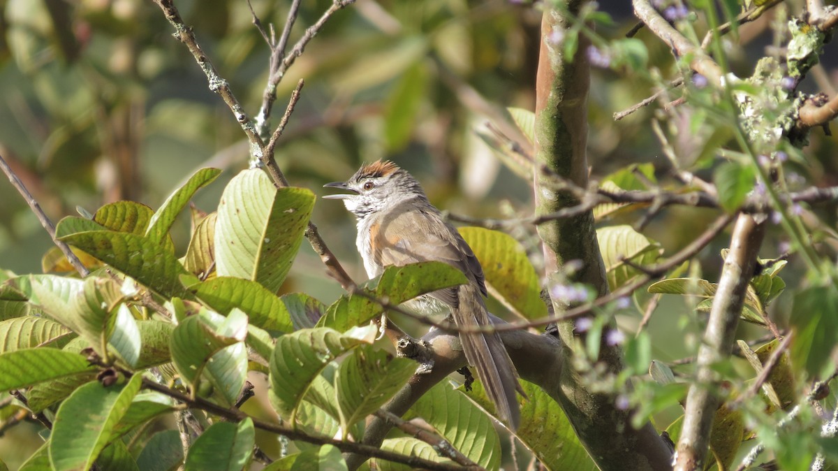 Pale-breasted Spinetail - ML41312141