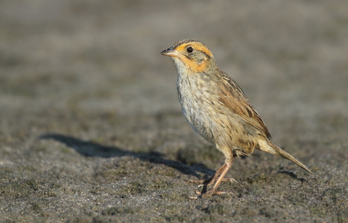 Saltmarsh Sparrow - Ryan Schain