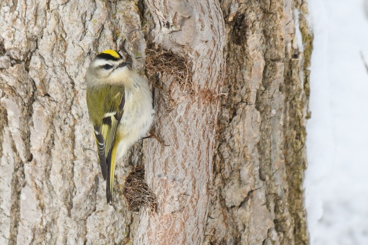 Golden-crowned Kinglet - ML413123321