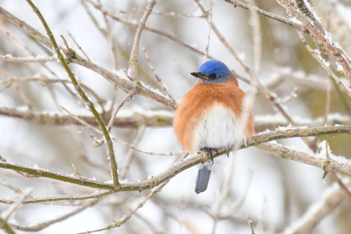 Eastern Bluebird - ML413123391