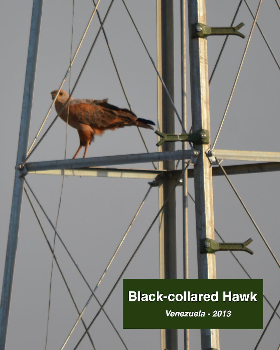 Black-collared Hawk - ML413125331