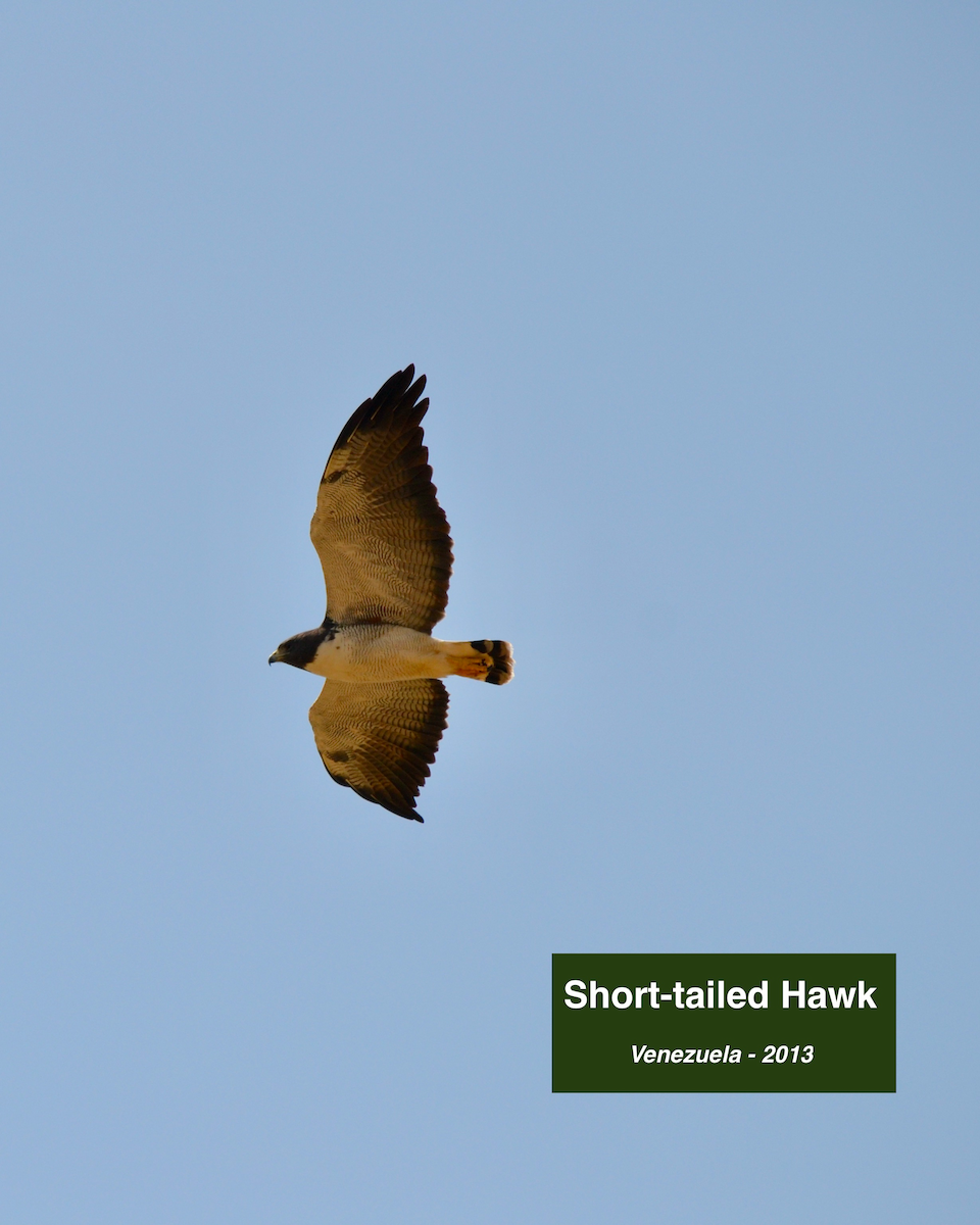 Short-tailed Hawk - ML413125411