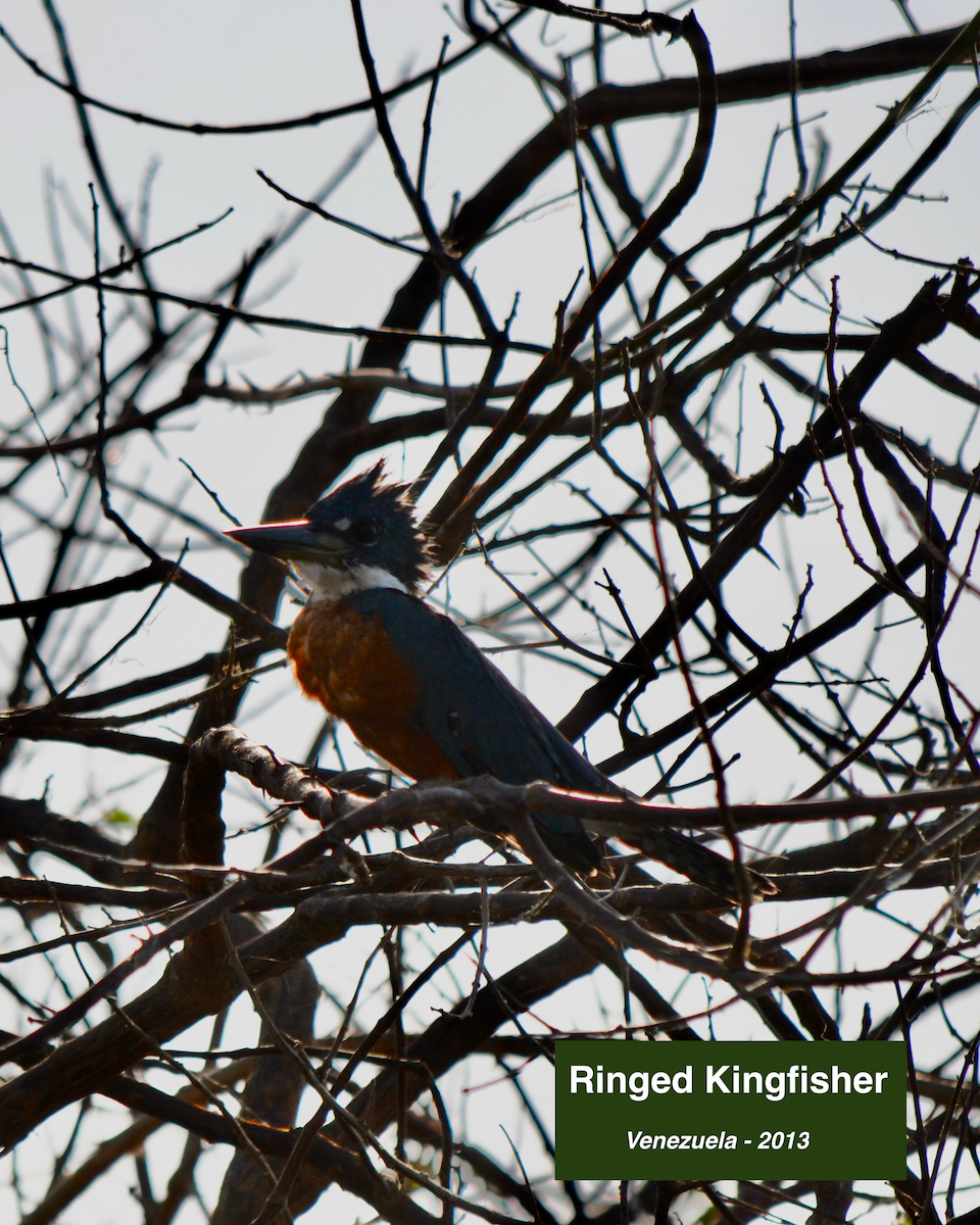 Ringed Kingfisher - ML413125441