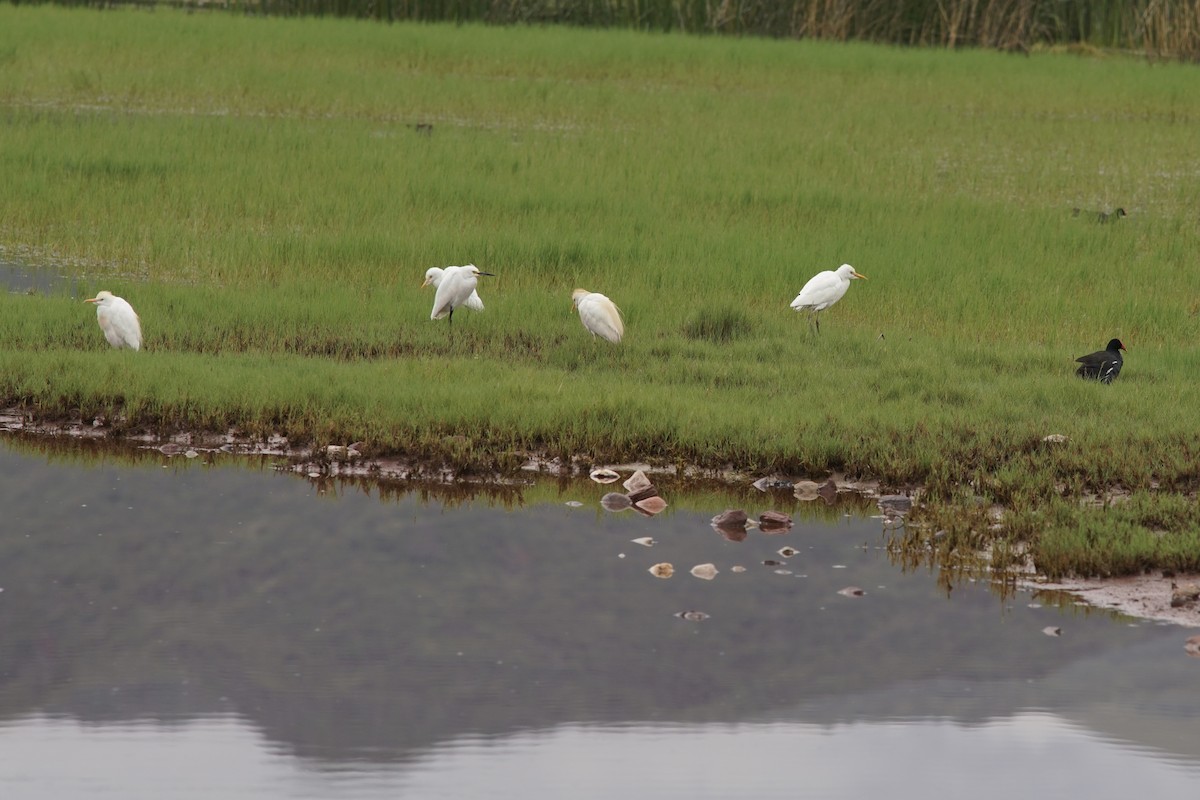 Snowy Egret - ML413125491