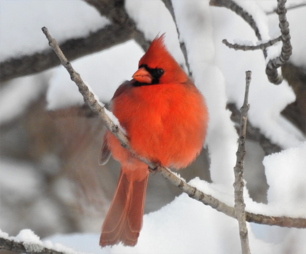 Northern Cardinal - ML413125541