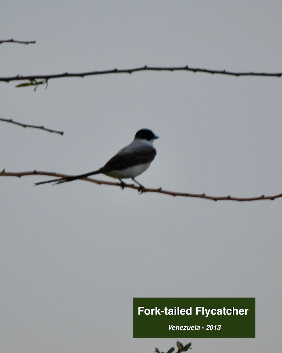 Fork-tailed Flycatcher - ML413125611