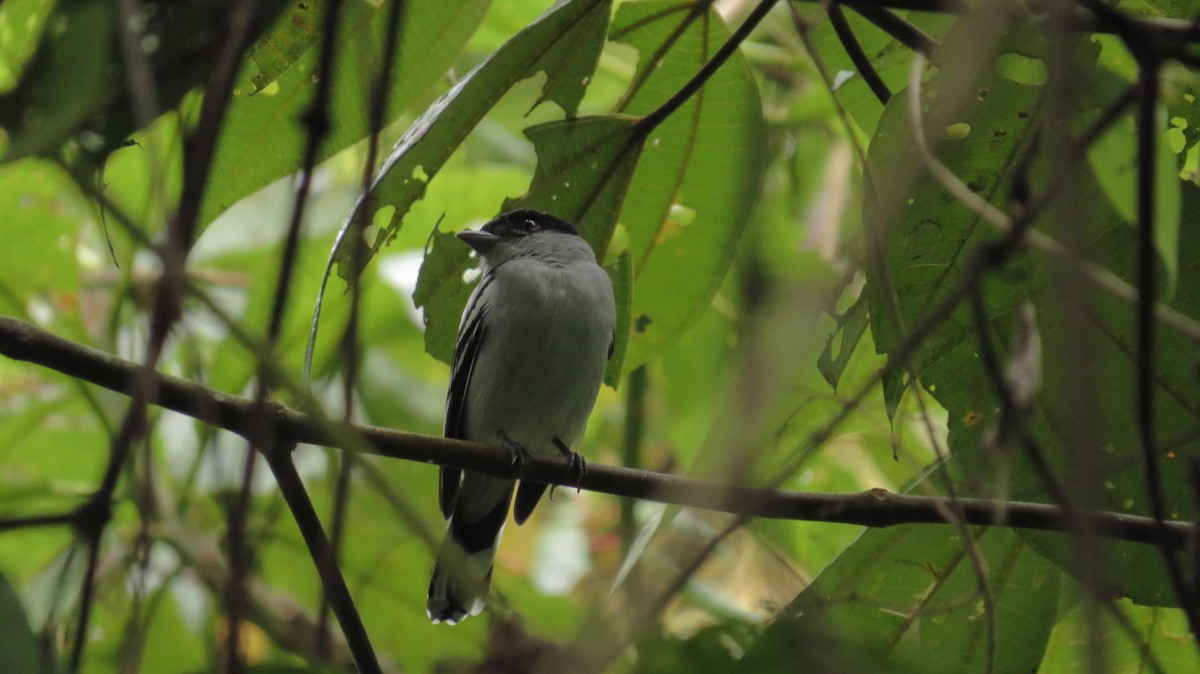 White-winged Becard - ML41312571