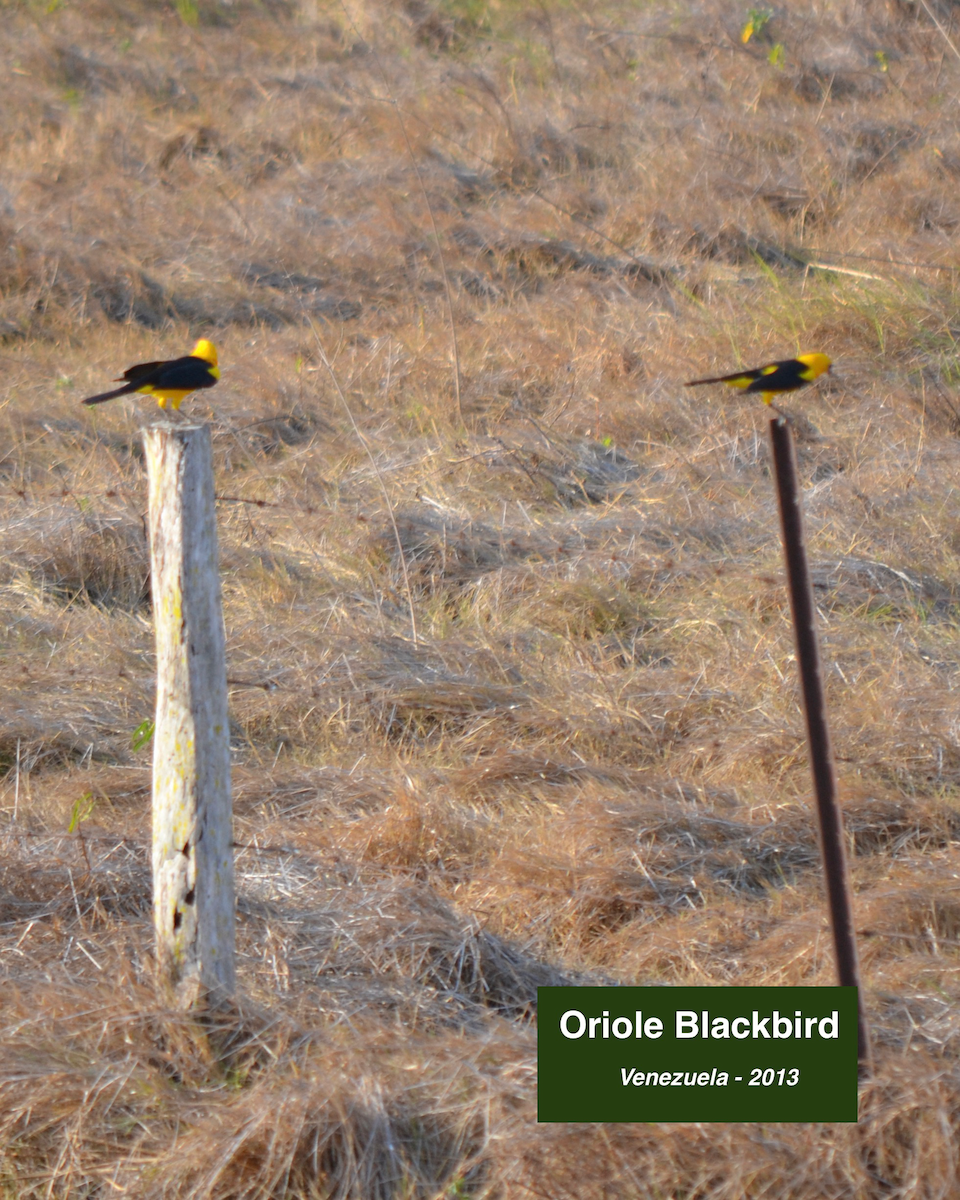 Oriole Blackbird - ML413125951