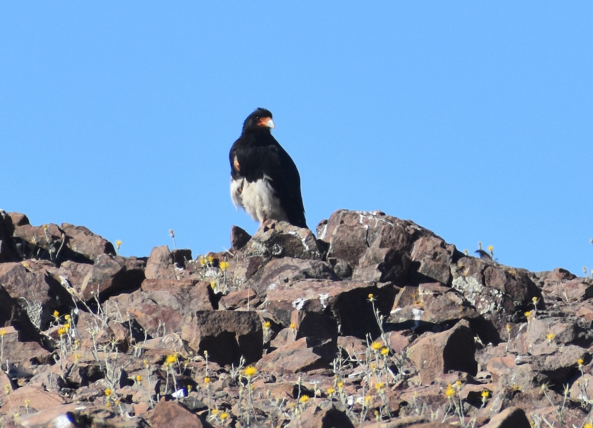 Caracara montagnard - ML413126071