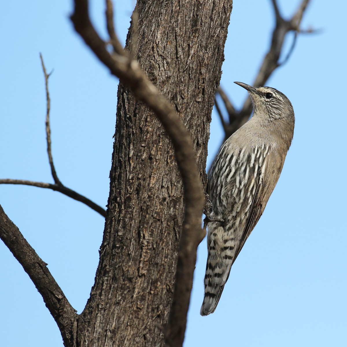 White-browed Treecreeper - ML41312721