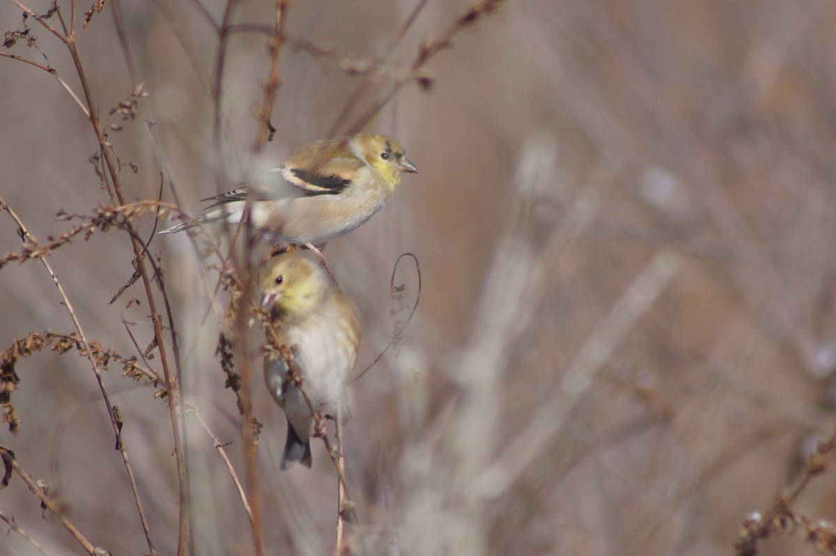 American Goldfinch - ML413127501